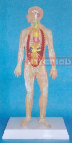 HUMAN BLOOD FULL CIRCULATION SYSTEM MODEL